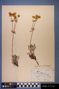 Eriogonum arcuatum var. arcuatum image